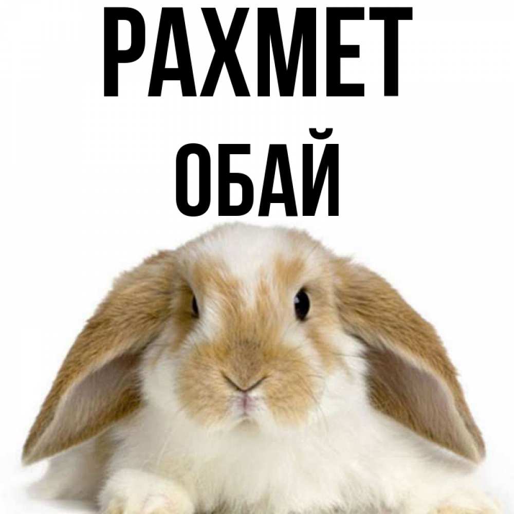 Күн сайын ашық хат с именем, ОБАЙ рахмет коричнево белый заяц Онлайн тегін жүктеп алу тілектері бар керемет карта 