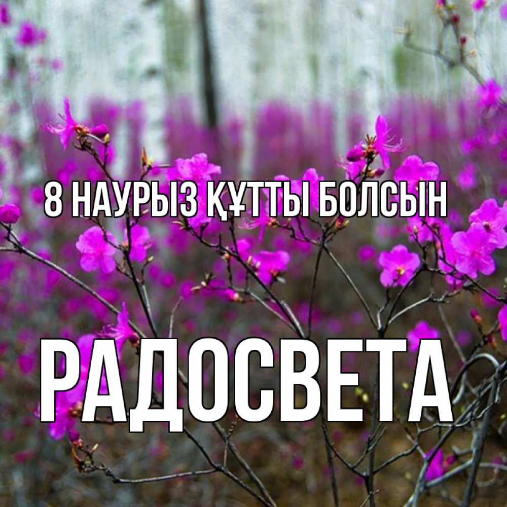 Күн сайын ашық хат с именем, Радосвета 8 наурыз құтты болсын дикие цветы Онлайн тегін жүктеп алу тілектері бар керемет карта 