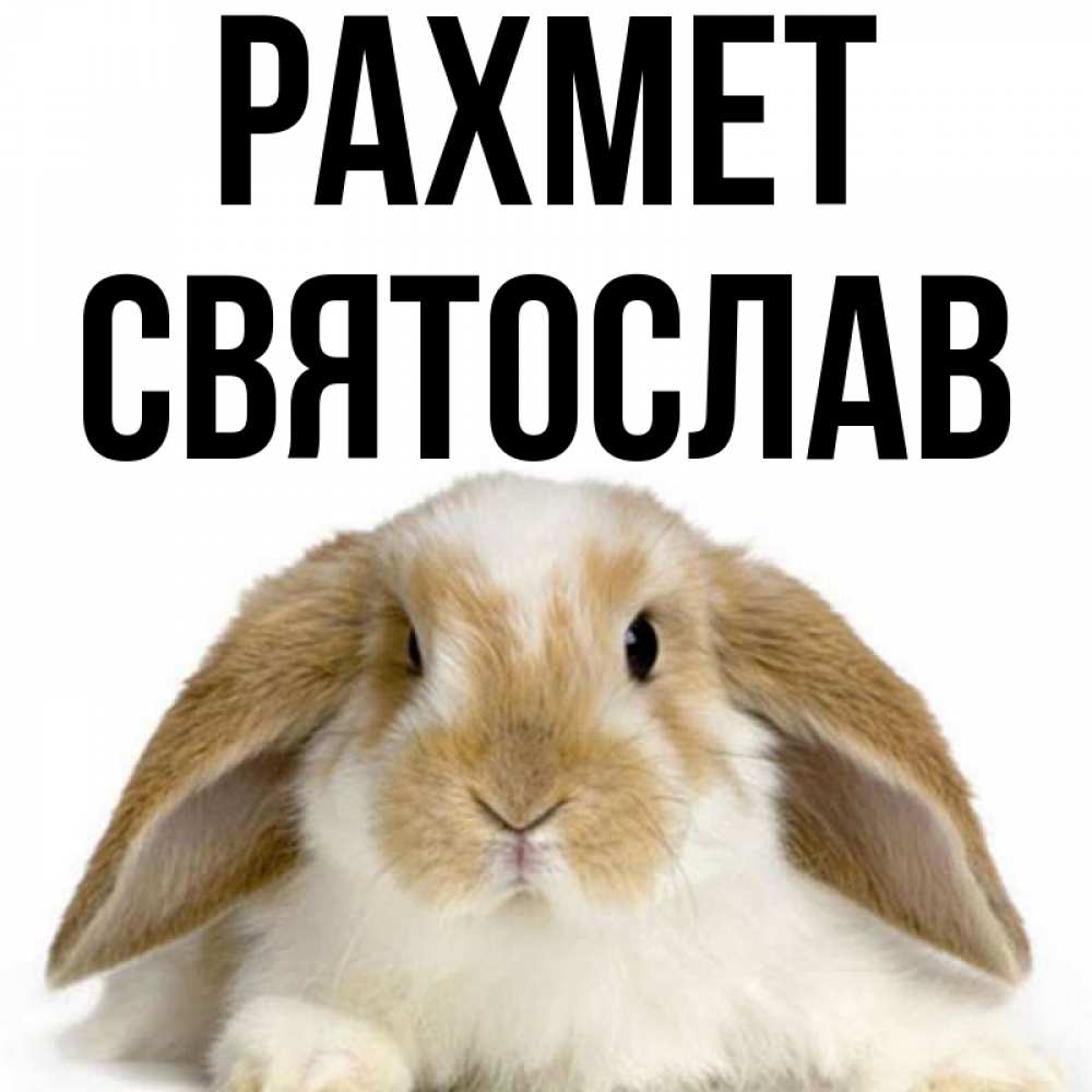 Күн сайын ашық хат с именем, Святослав рахмет коричнево белый заяц Онлайн тегін жүктеп алу тілектері бар керемет карта 
