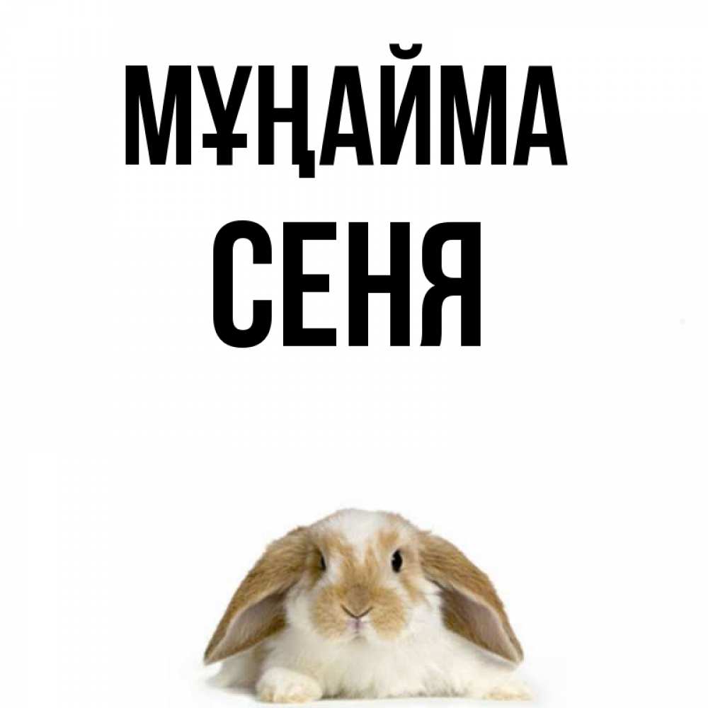 Күн сайын ашық хат с именем, Сеня Мұңайма коричнево белый заяц с большими ушками Онлайн тегін жүктеп алу тілектері бар керемет карта 