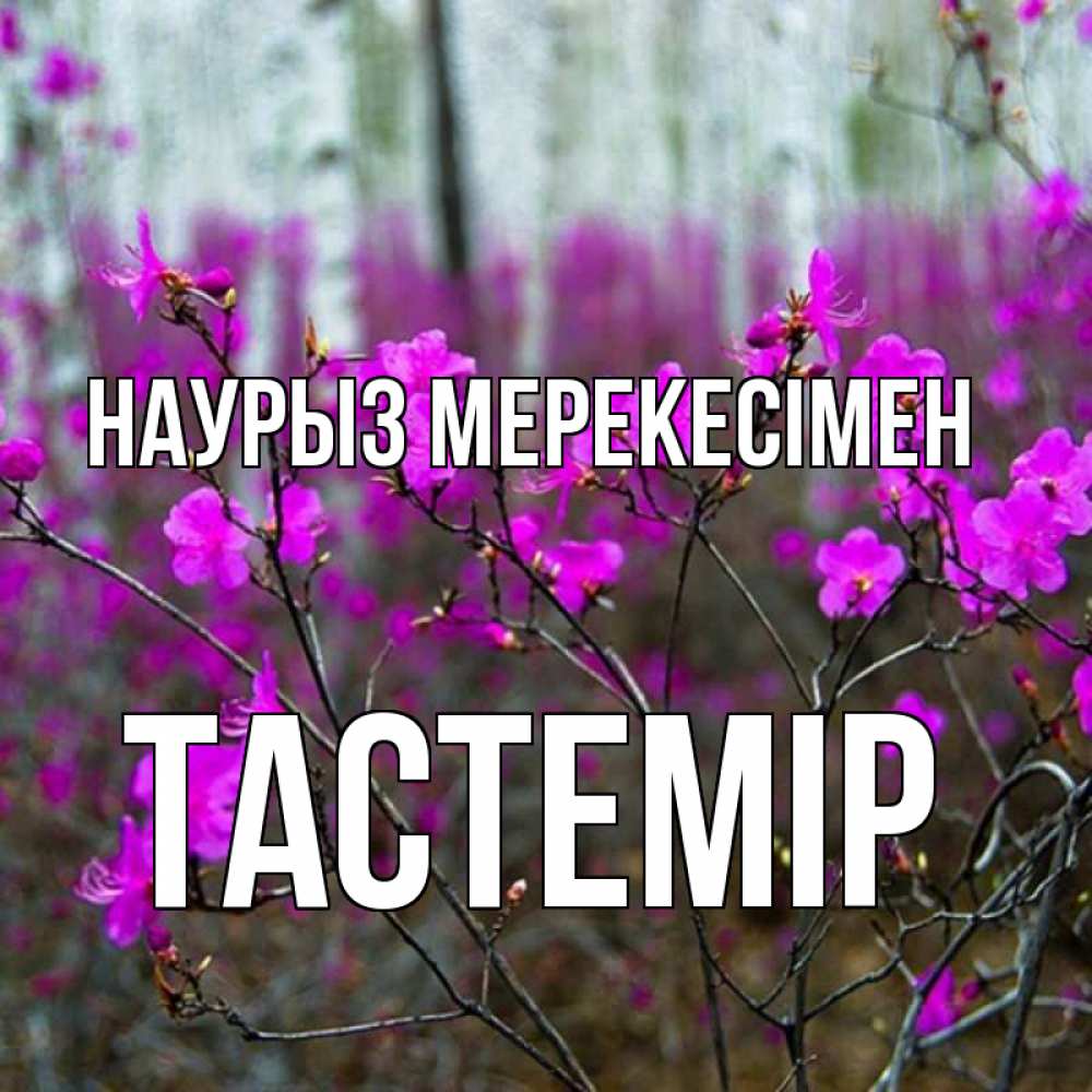 Күн сайын ашық хат с именем, ТАСТЕМІР Наурыз мерекесімен дикие цветы Онлайн тегін жүктеп алу тілектері бар керемет карта 