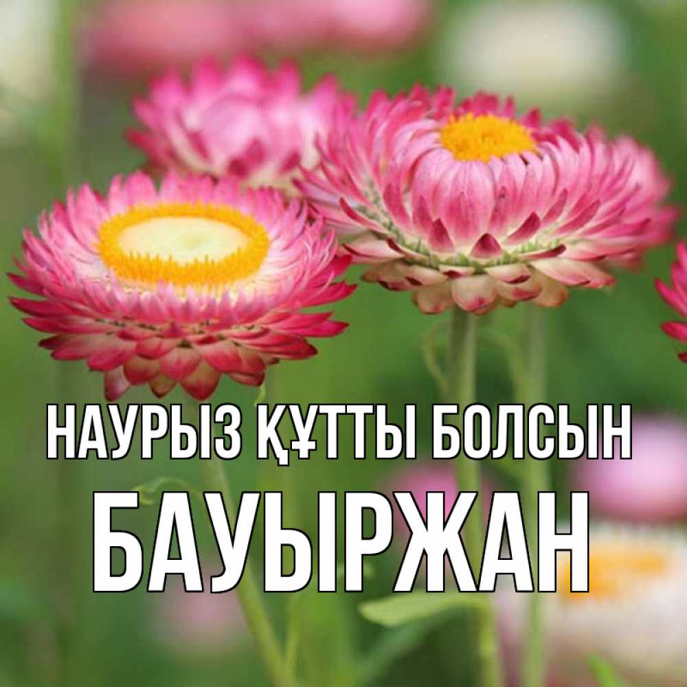 Күн сайын ашық хат с именем, Бауыржан Наурыз құтты болсын подарок на международный женский день Онлайн тегін жүктеп алу тілектері бар керемет карта 