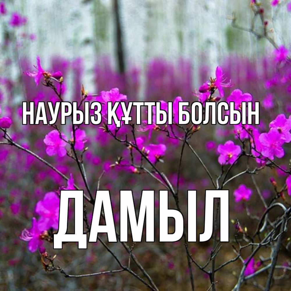 Күн сайын ашық хат с именем, Дамыл Наурыз құтты болсын дикие цветы Онлайн тегін жүктеп алу тілектері бар керемет карта 