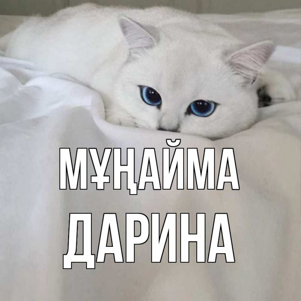 Күн сайын ашық хат с именем, Дарина Мұңайма белый кот с голубыми глазами на белоснежной кровати Онлайн тегін жүктеп алу тілектері бар керемет карта 