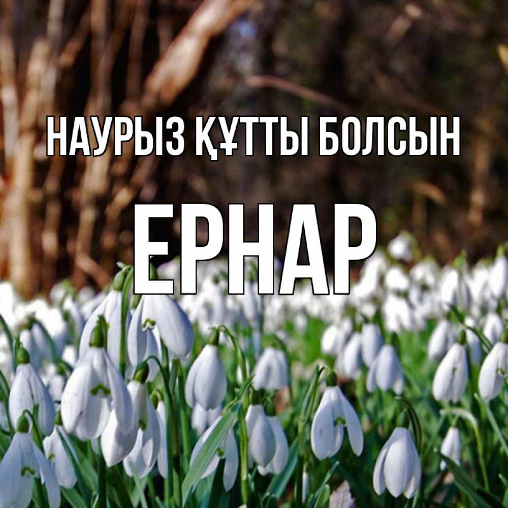 Күн сайын ашық хат с именем, Ернар Наурыз құтты болсын с подснежниками 1 Онлайн тегін жүктеп алу тілектері бар керемет карта 