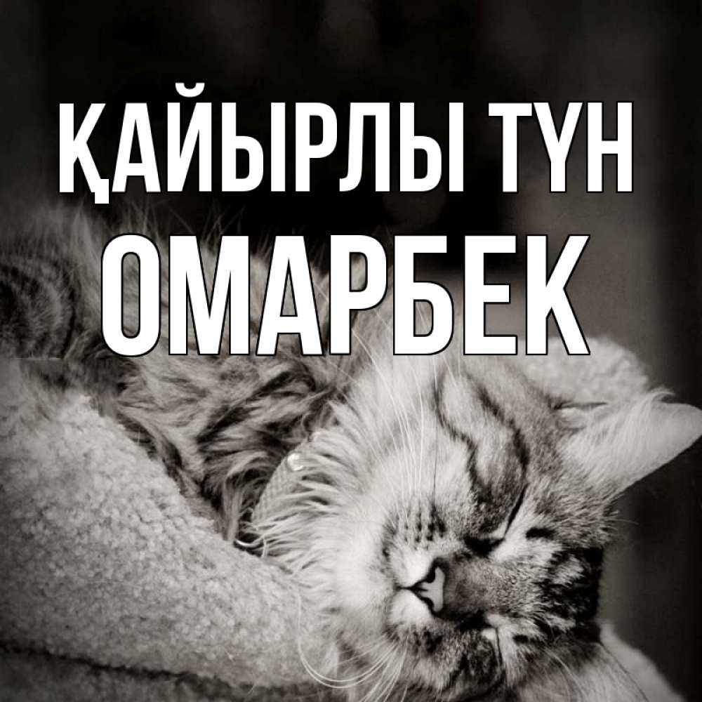 Күн сайын ашық хат с именем, ОМАРБЕК Қайырлы түн котярик пушистый Онлайн тегін жүктеп алу тілектері бар керемет карта 