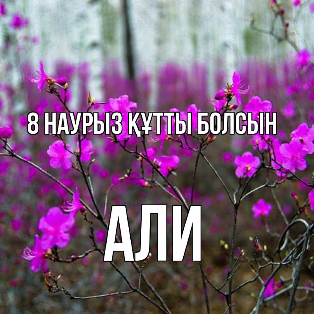 Күн сайын ашық хат с именем, Али 8 наурыз құтты болсын дикие цветы Онлайн тегін жүктеп алу тілектері бар керемет карта 