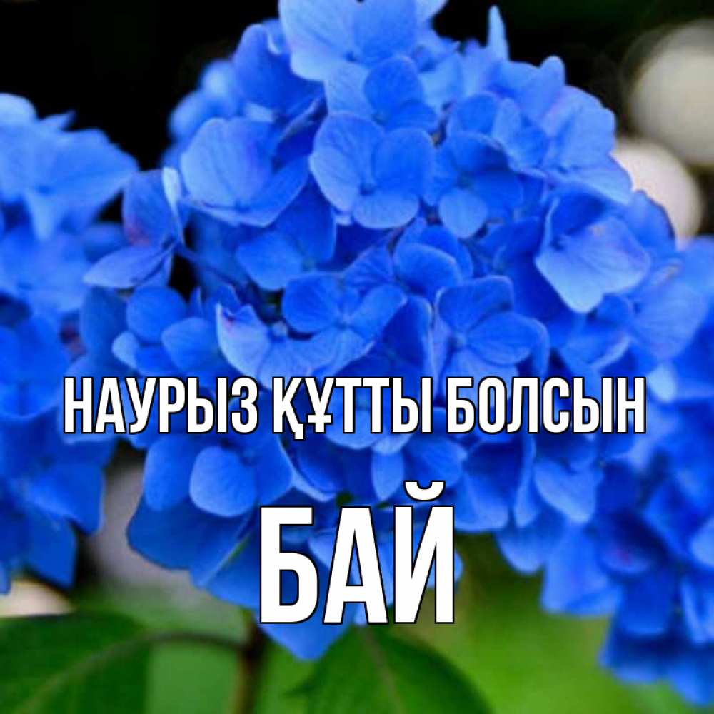 Күн сайын ашық хат с именем, Бай Наурыз құтты болсын синие цветы Онлайн тегін жүктеп алу тілектері бар керемет карта 