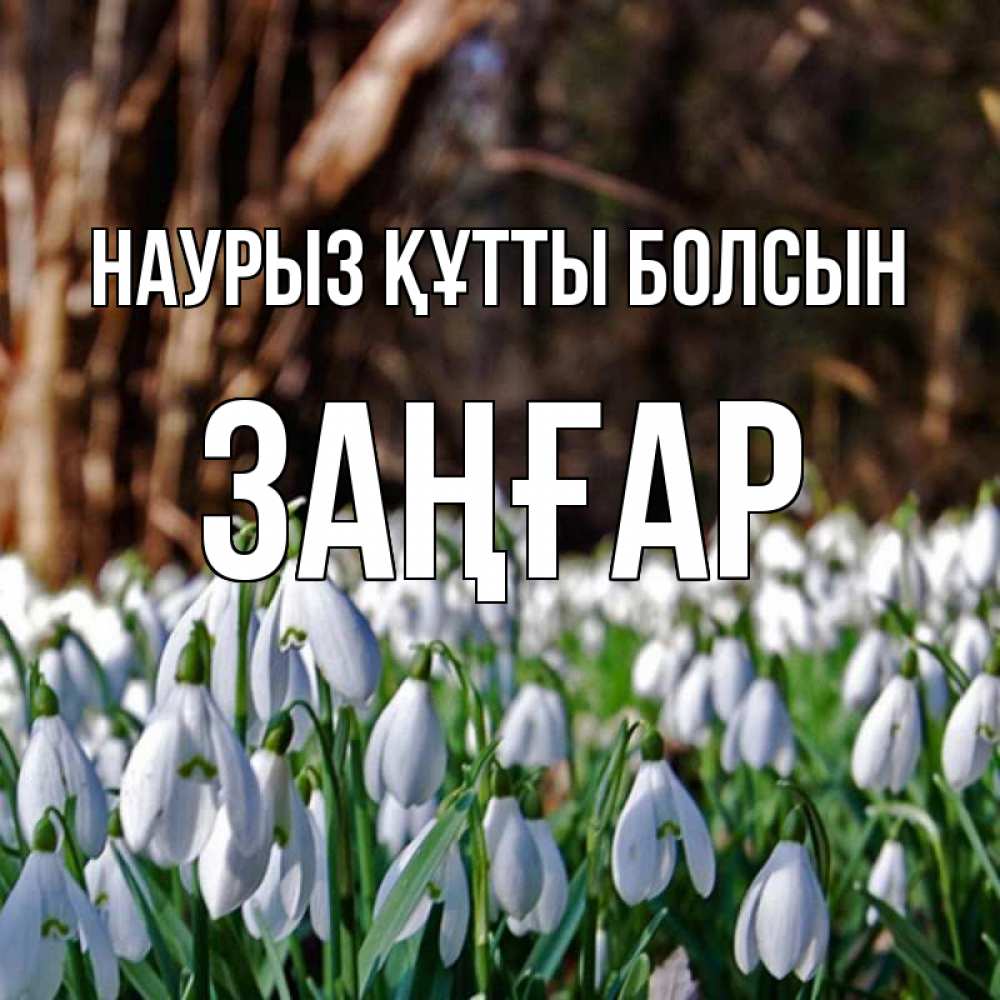 Күн сайын ашық хат с именем, Заңғар Наурыз құтты болсын с подснежниками 1 Онлайн тегін жүктеп алу тілектері бар керемет карта 
