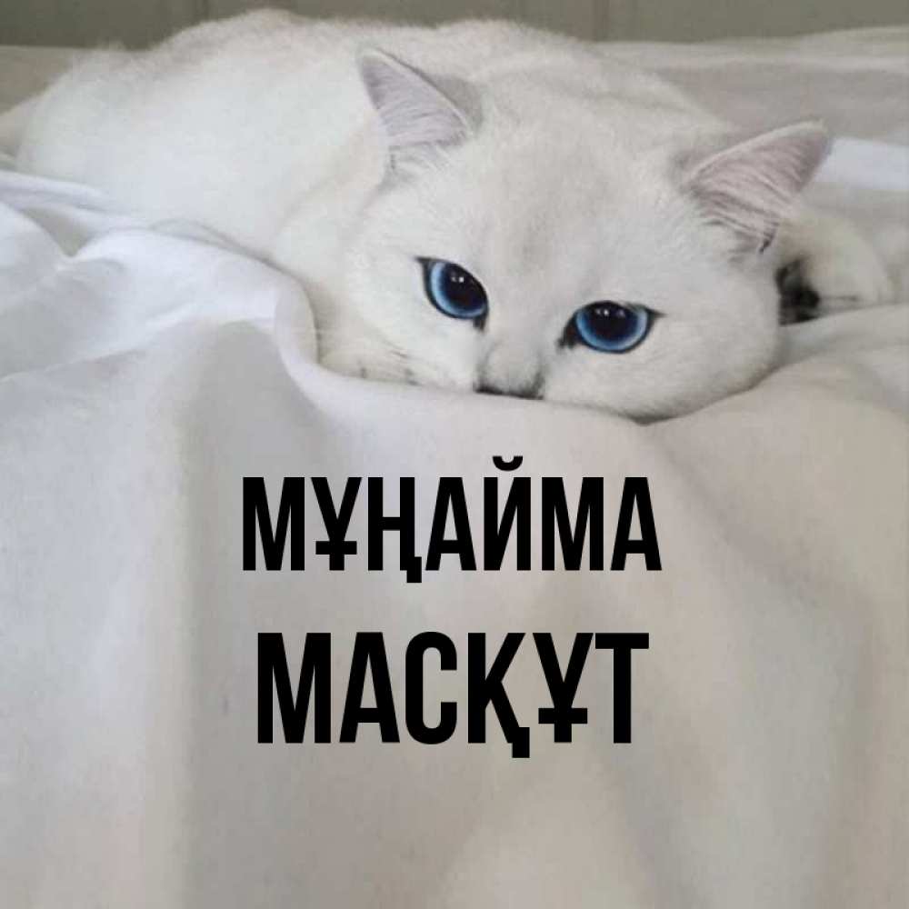 Күн сайын ашық хат с именем, МАСҚҰТ Мұңайма Голубоглазая кошка Онлайн тегін жүктеп алу тілектері бар керемет карта 