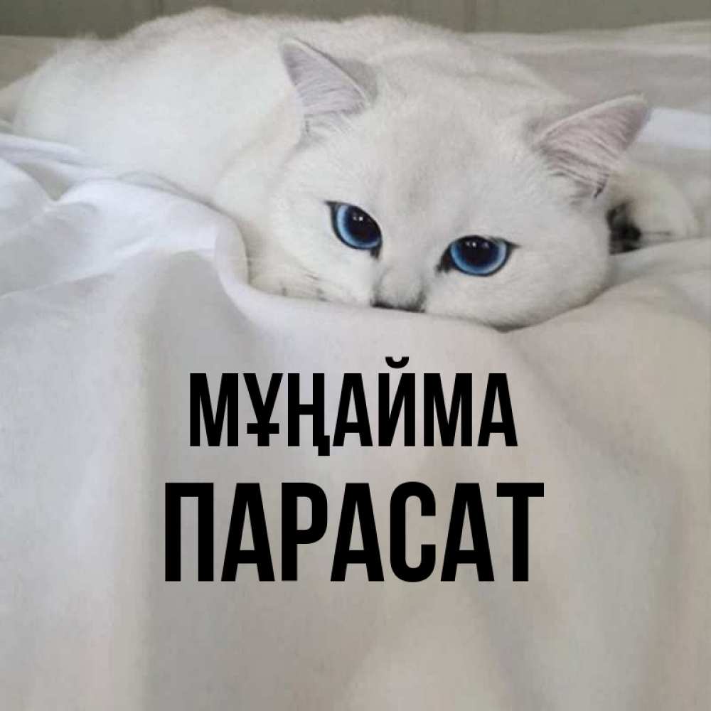 Күн сайын ашық хат с именем, ПАРАСАТ Мұңайма Голубоглазая кошка Онлайн тегін жүктеп алу тілектері бар керемет карта 