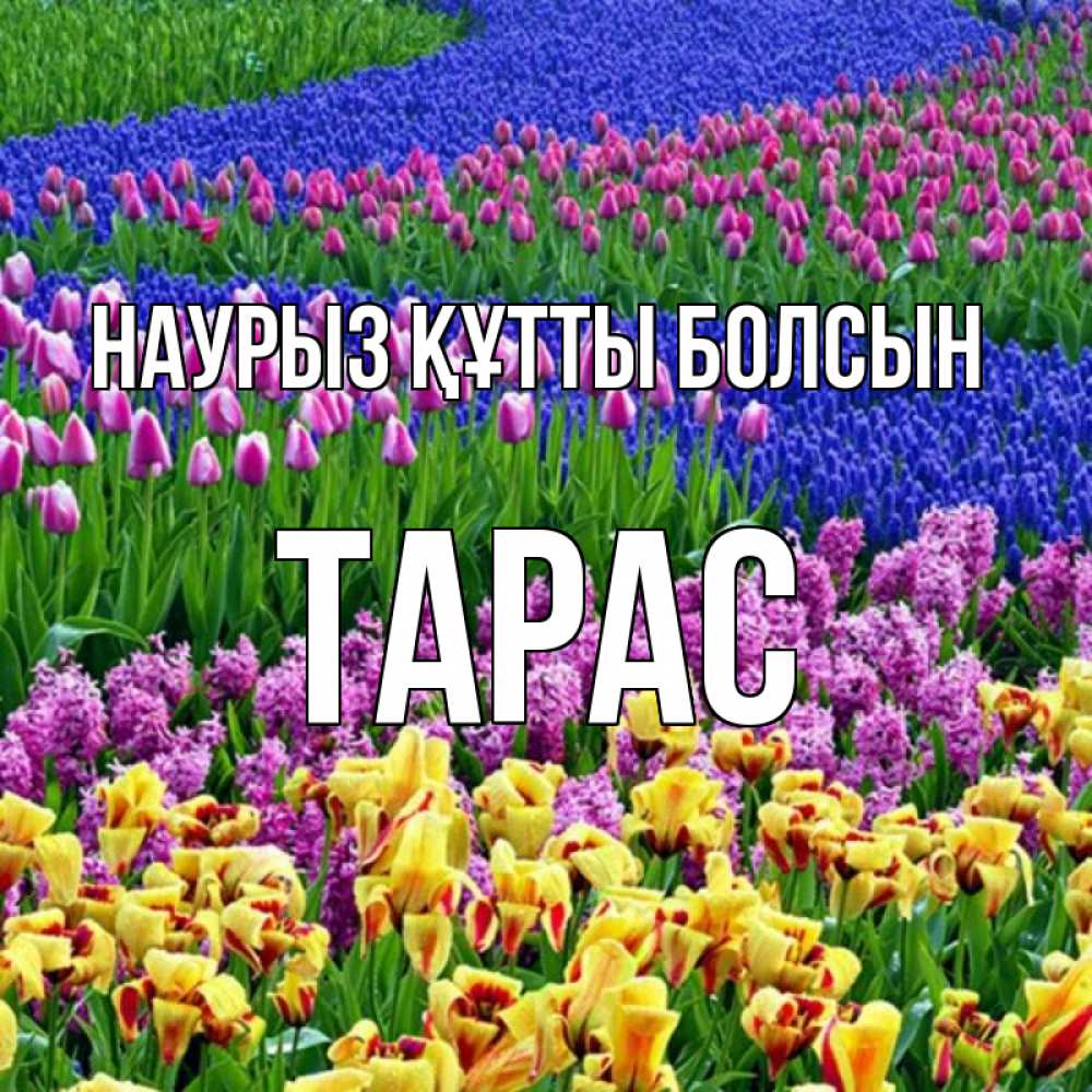 Күн сайын ашық хат с именем, Тарас Наурыз құтты болсын цветы Онлайн тегін жүктеп алу тілектері бар керемет карта 