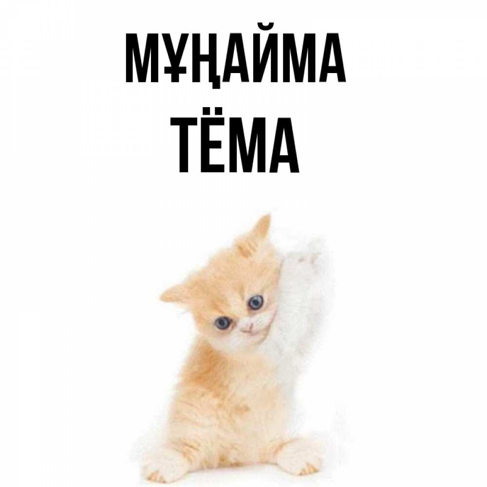 Күн сайын ашық хат с именем, Тёма Мұңайма просящий кот Онлайн тегін жүктеп алу тілектері бар керемет карта 