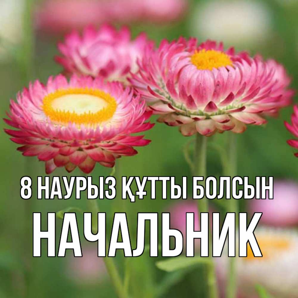 Күн сайын ашық хат с именем, Начальник 8 наурыз құтты болсын подарок на международный женский день Онлайн тегін жүктеп алу тілектері бар керемет карта 