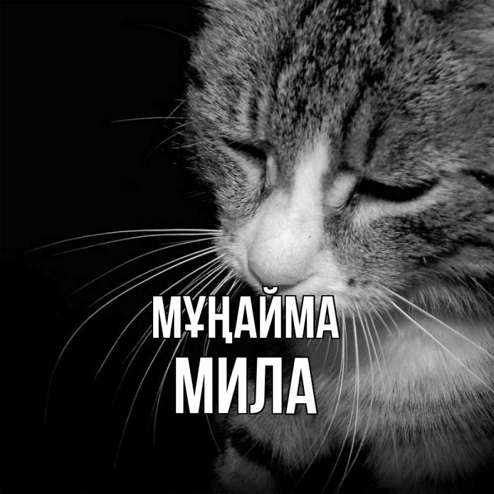 Күн сайын ашық хат с именем, Мила Мұңайма грустный котик Онлайн тегін жүктеп алу тілектері бар керемет карта 