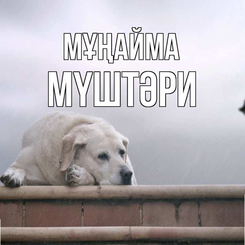 Күн сайын ашық хат с именем, МҮШТӘРИ Мұңайма белый пес 1 Онлайн тегін жүктеп алу тілектері бар керемет карта 