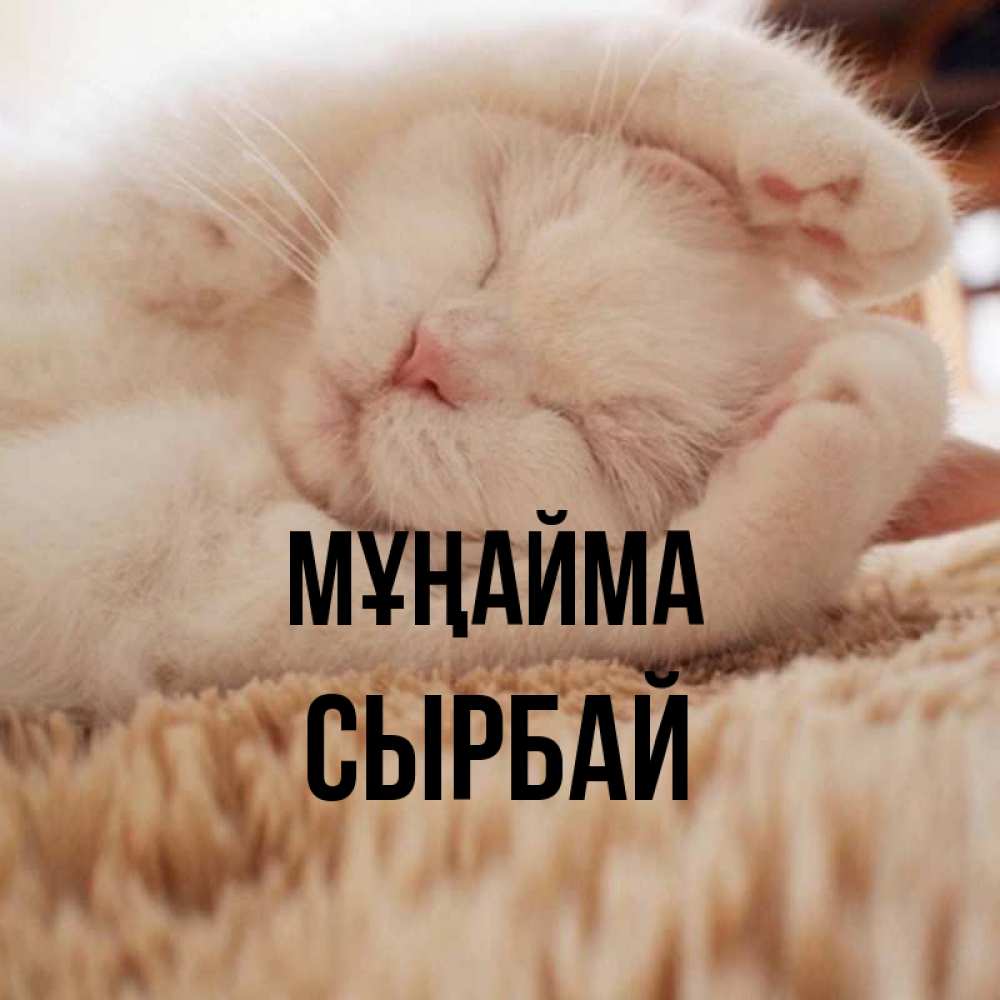 Күн сайын ашық хат с именем, СЫРБАЙ Мұңайма Котенок спит Онлайн тегін жүктеп алу тілектері бар керемет карта 