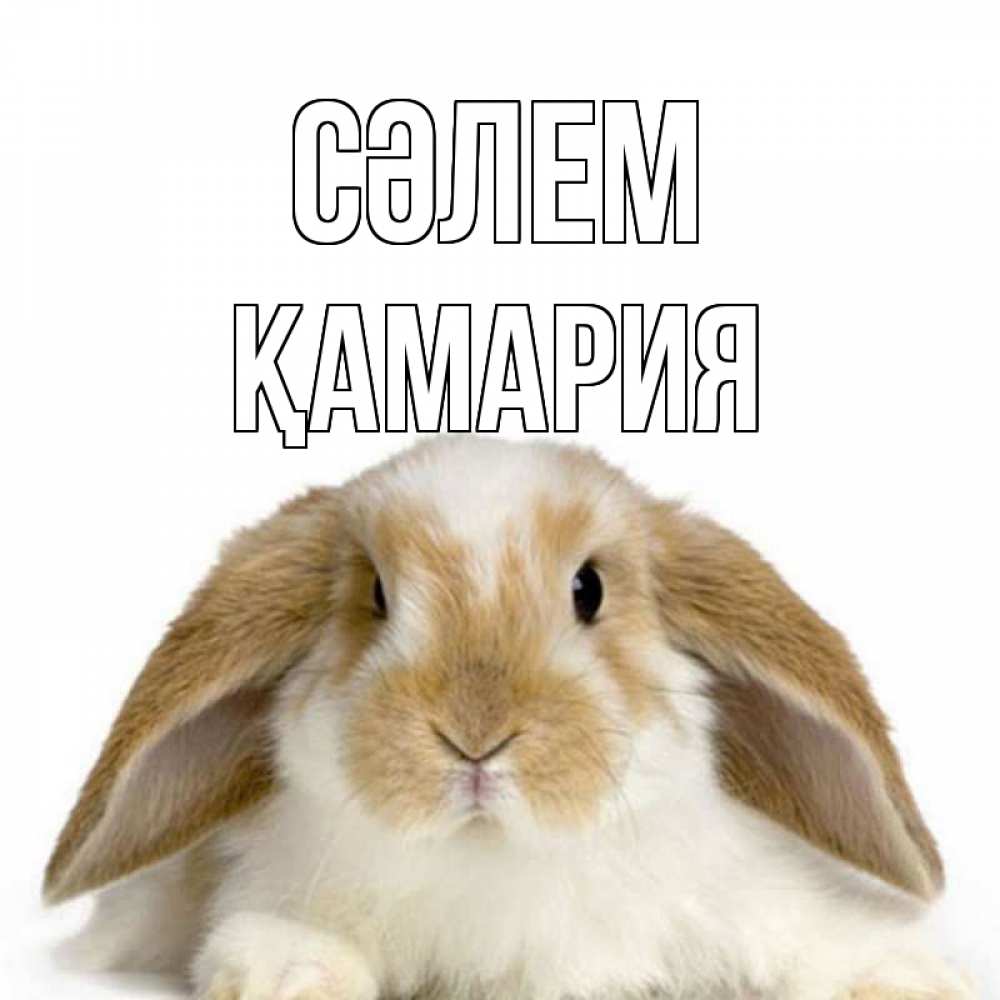 Күн сайын ашық хат с именем, ҚАМАРИЯ Сәлем с животными Онлайн тегін жүктеп алу тілектері бар керемет карта 