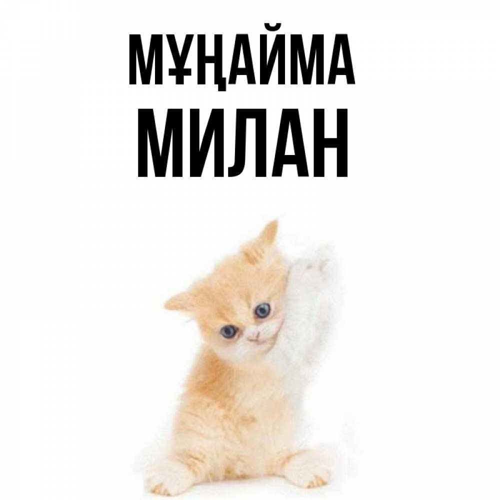 Күн сайын ашық хат с именем, Милан Мұңайма просящий кот Онлайн тегін жүктеп алу тілектері бар керемет карта 