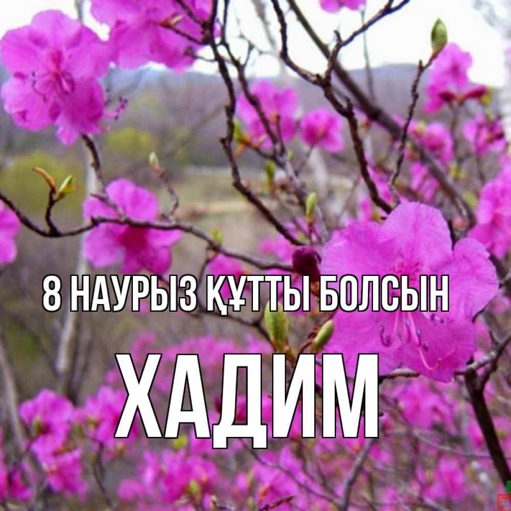 Күн сайын ашық хат с именем, ХАДИМ 8 наурыз құтты болсын международный женский день Онлайн тегін жүктеп алу тілектері бар керемет карта 