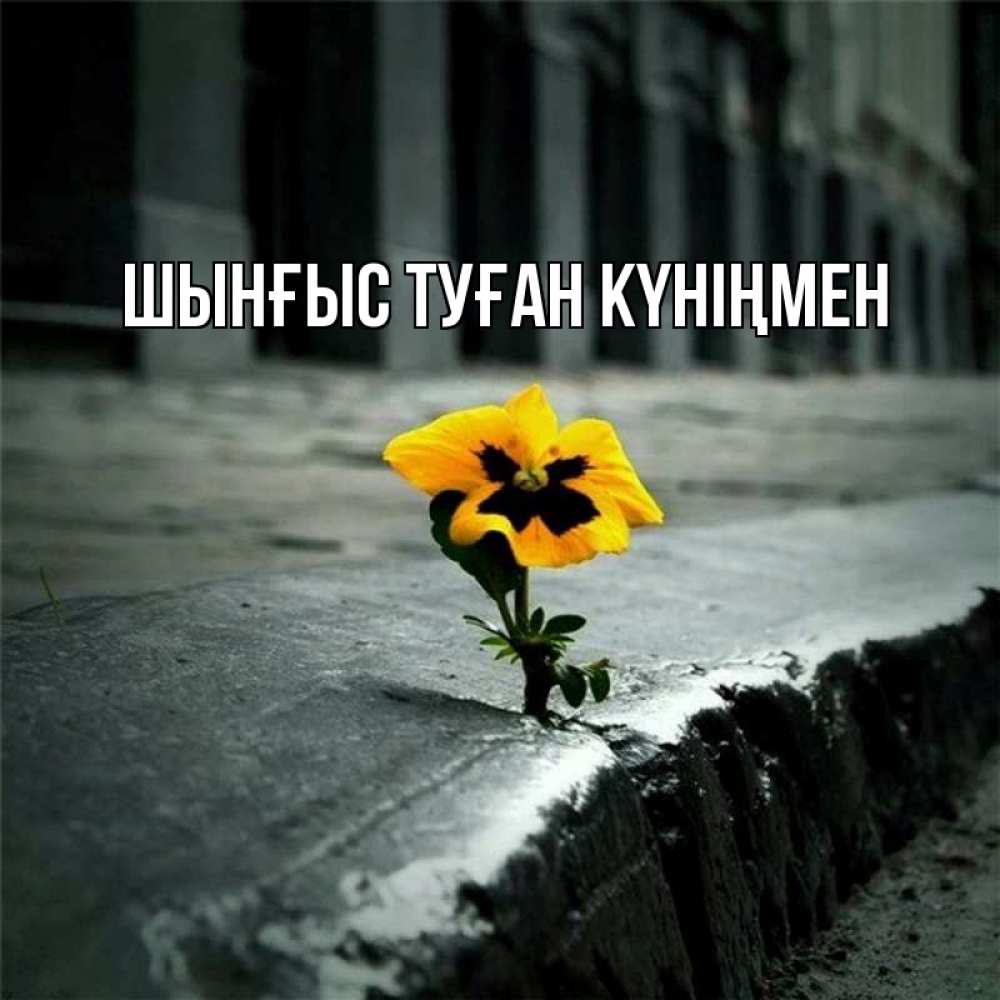 Картинка  с именем , ШЫНҒЫС! ТУҒАН КҮНІҢМЕН!