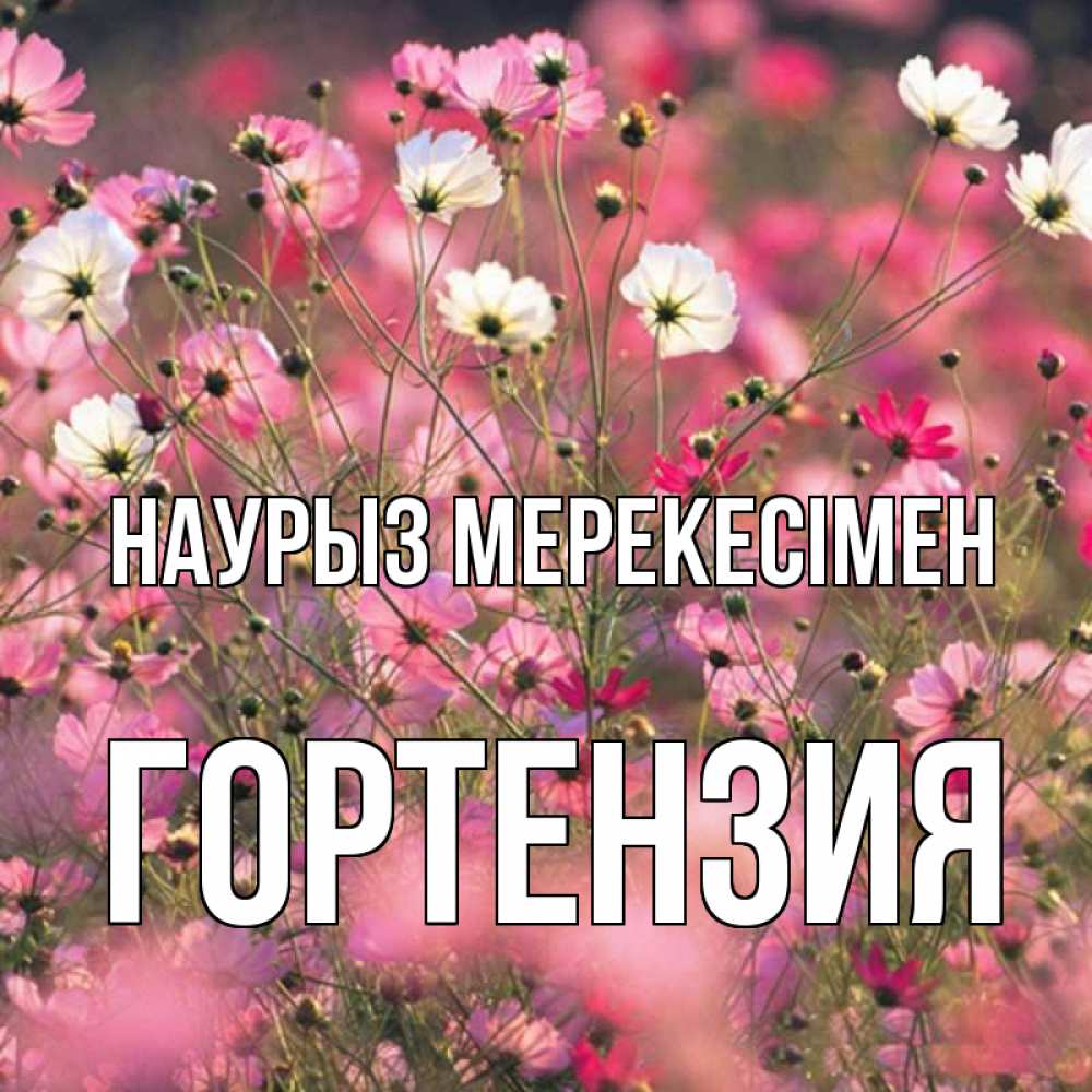 Күн сайын ашық хат с именем, Гортензия Наурыз мерекесімен красиво 1 Онлайн тегін жүктеп алу тілектері бар керемет карта 