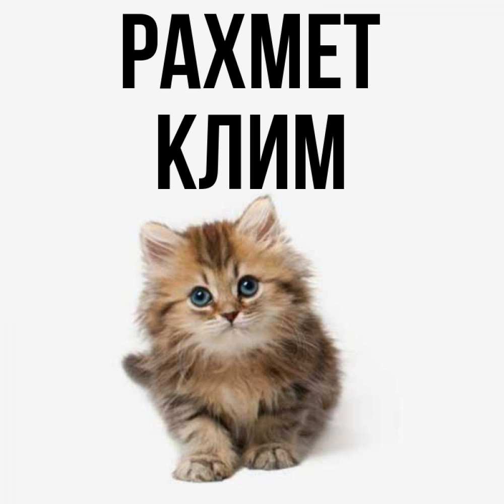 Күн сайын ашық хат с именем, Клим рахмет пушистый котик Онлайн тегін жүктеп алу тілектері бар керемет карта 