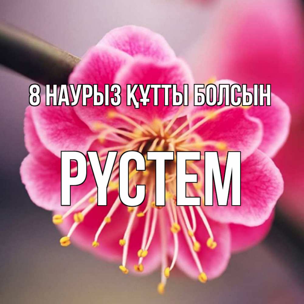 Күн сайын ашық хат с именем, РҮСТЕМ 8 наурыз құтты болсын цветы Онлайн тегін жүктеп алу тілектері бар керемет карта 