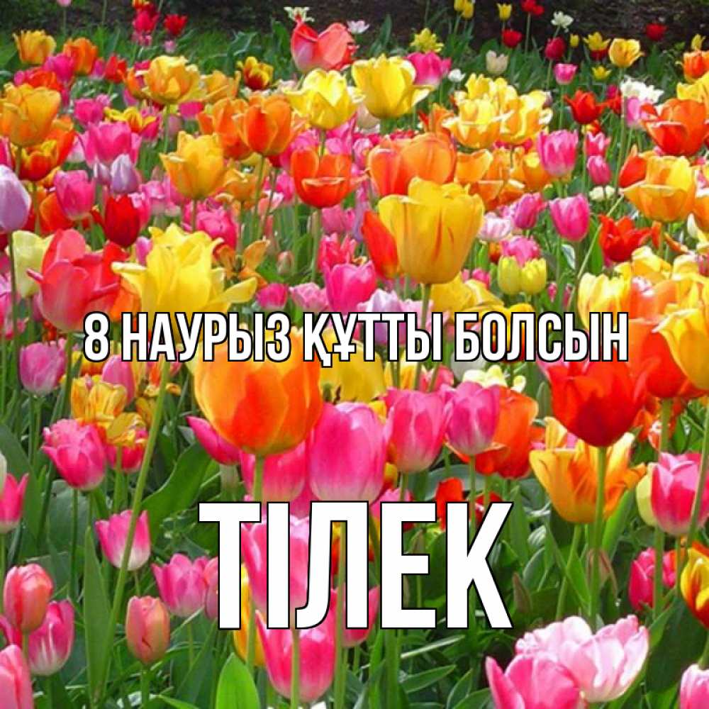 Күн сайын ашық хат с именем, ТІЛЕК 8 наурыз құтты болсын на международный женский день Онлайн тегін жүктеп алу тілектері бар керемет карта 