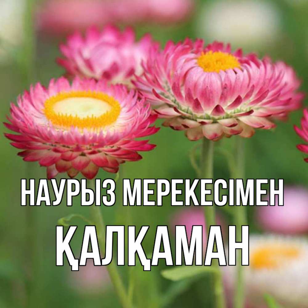 Күн сайын ашық хат с именем, Қалқаман Наурыз мерекесімен подарок на международный женский день Онлайн тегін жүктеп алу тілектері бар керемет карта 