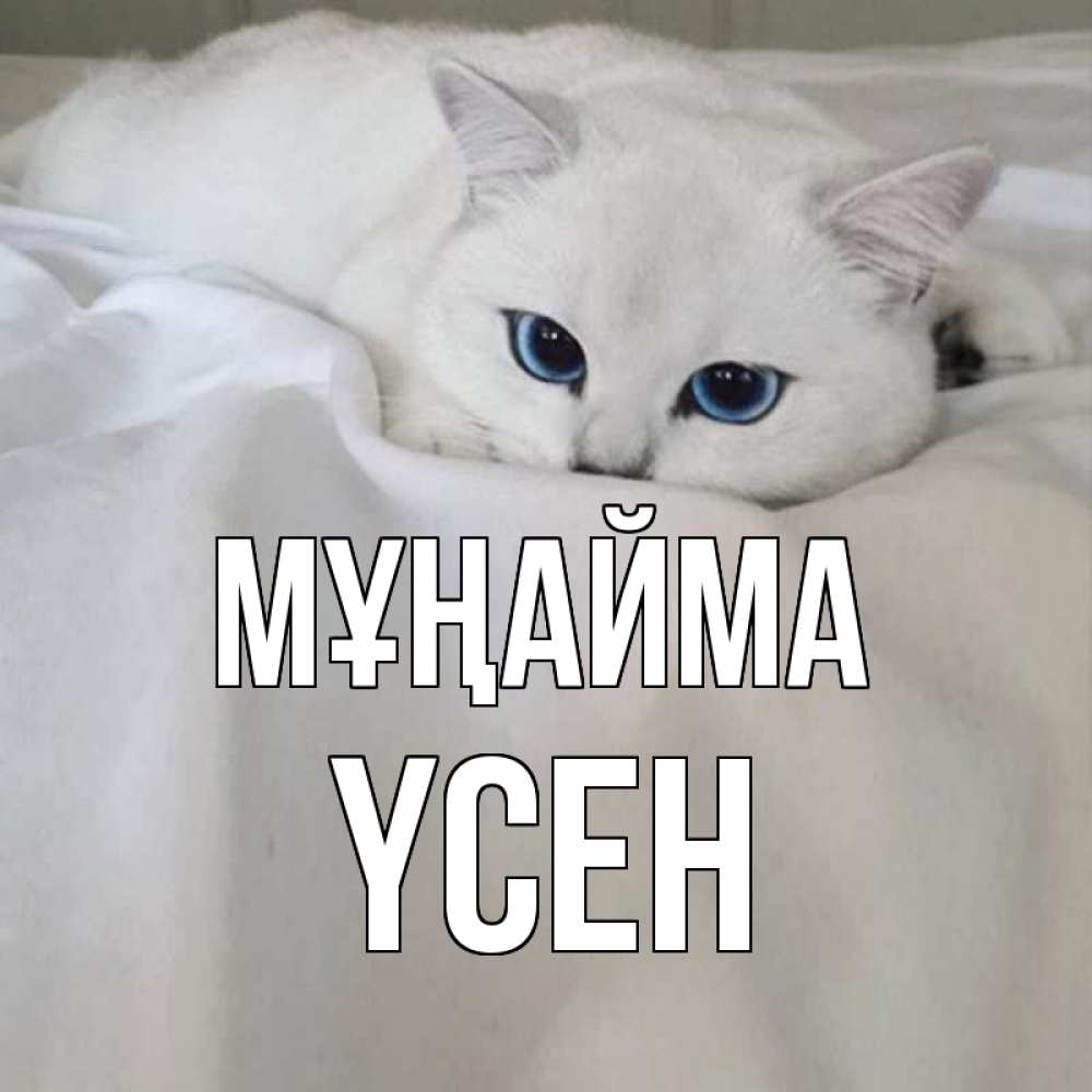 Күн сайын ашық хат с именем, ҮСЕН Мұңайма белый кот с голубыми глазами на белоснежной кровати Онлайн тегін жүктеп алу тілектері бар керемет карта 