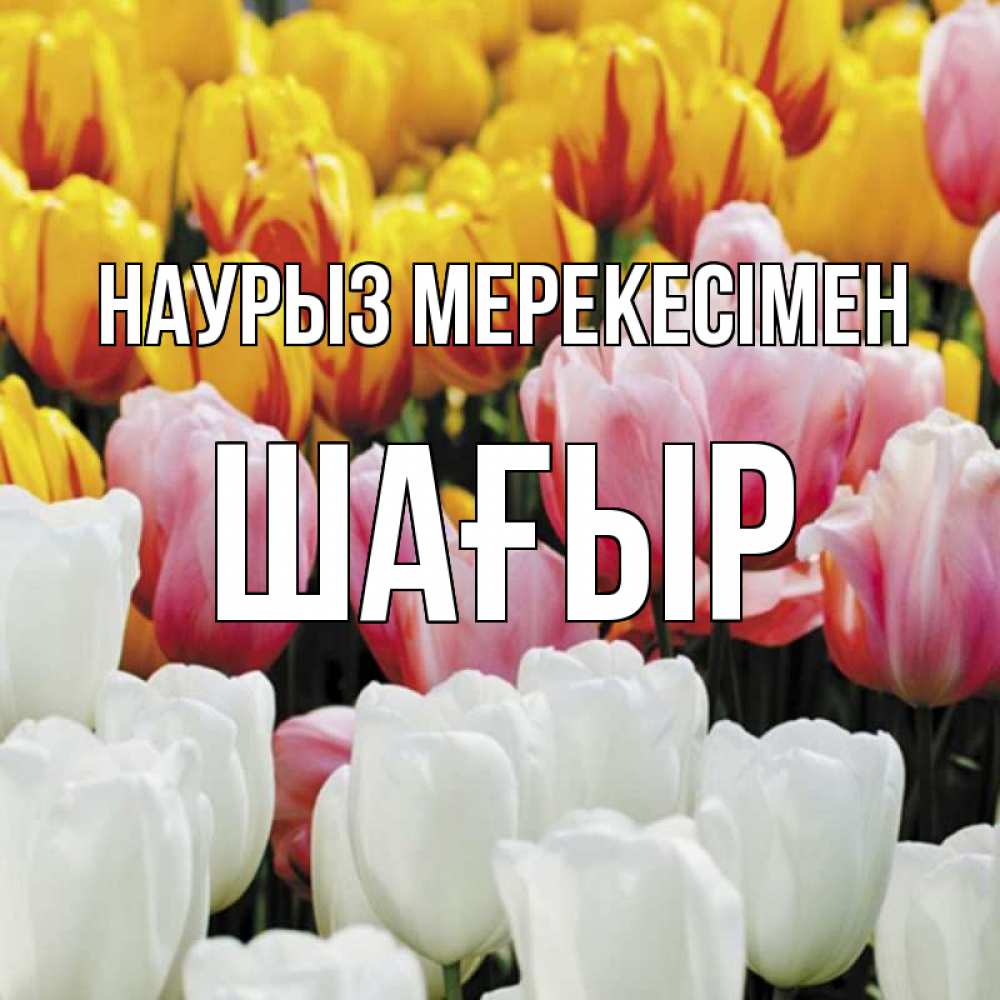 Күн сайын ашық хат с именем, ШАҒЫР Наурыз мерекесімен разноцветные цветы Онлайн тегін жүктеп алу тілектері бар керемет карта 