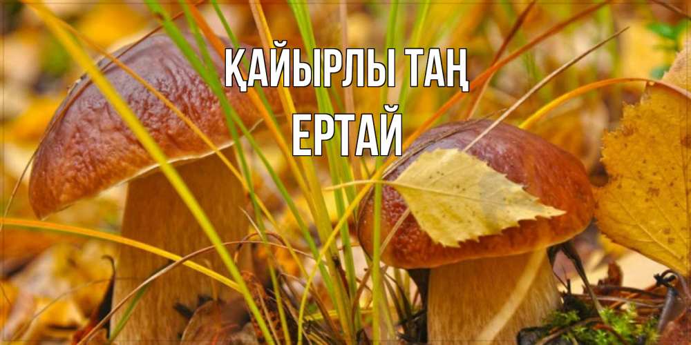 Күн сайын ашық хат с именем, Ертай Қайырлы таң осенние грибы Онлайн тегін жүктеп алу тілектері бар керемет карта 