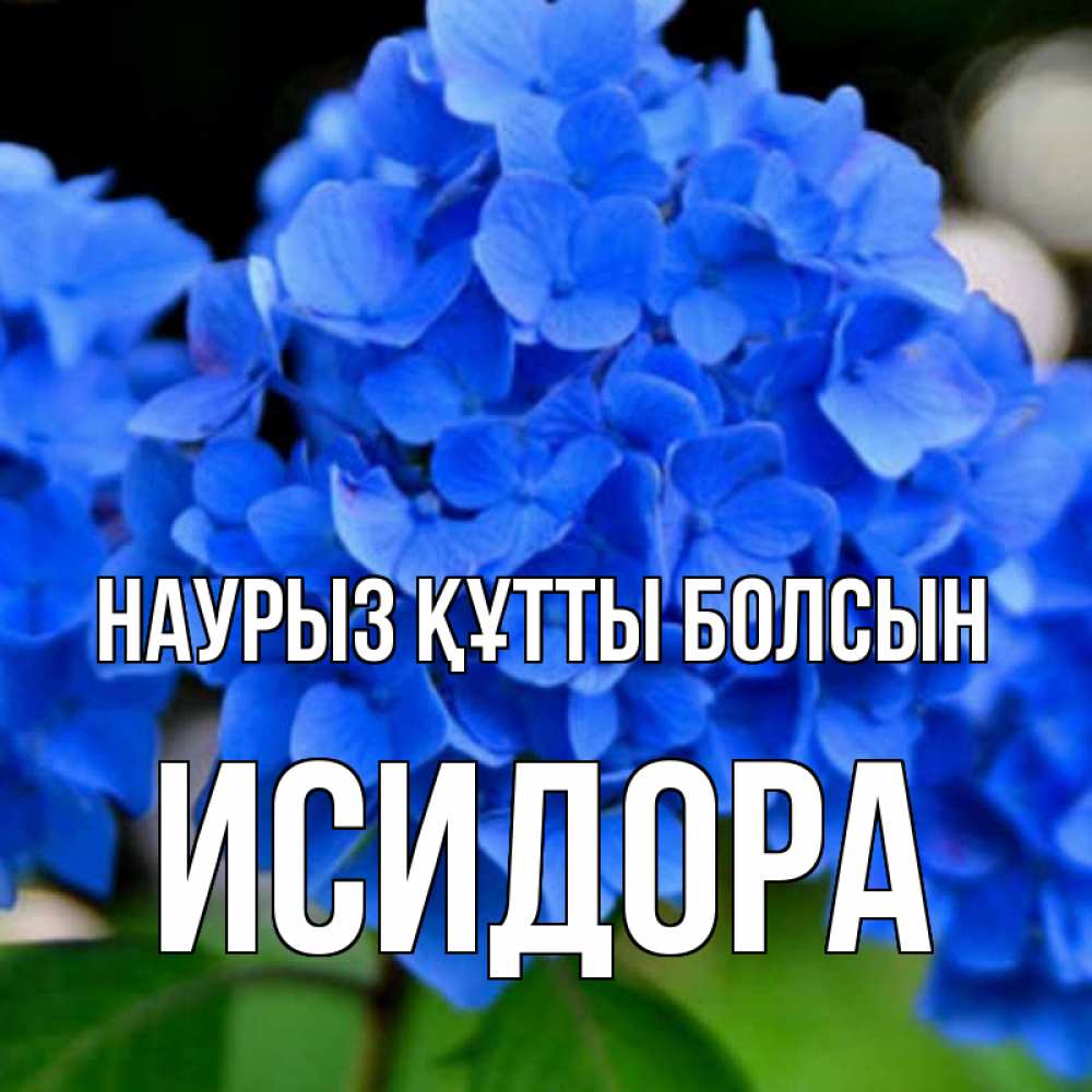 Күн сайын ашық хат с именем, Исидора Наурыз құтты болсын синие цветы Онлайн тегін жүктеп алу тілектері бар керемет карта 