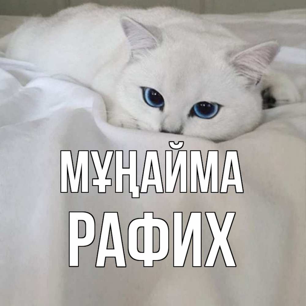 Күн сайын ашық хат с именем, РАФИХ Мұңайма белый кот с голубыми глазами на белоснежной кровати Онлайн тегін жүктеп алу тілектері бар керемет карта 