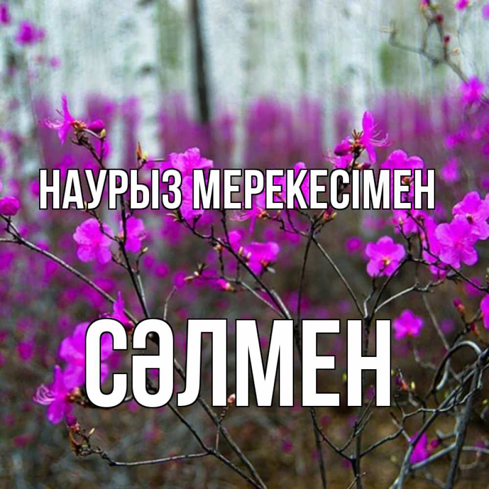 Күн сайын ашық хат с именем, СӘЛМЕН Наурыз мерекесімен дикие цветы Онлайн тегін жүктеп алу тілектері бар керемет карта 