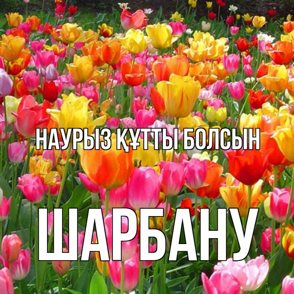 Күн сайын ашық хат с именем, ШАРБАНУ Наурыз құтты болсын на наурыз  ура ура Онлайн тегін жүктеп алу тілектері бар керемет карта 