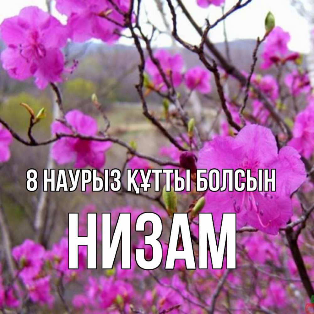 Күн сайын ашық хат с именем, НИЗАМ 8 наурыз құтты болсын международный женский день Онлайн тегін жүктеп алу тілектері бар керемет карта 