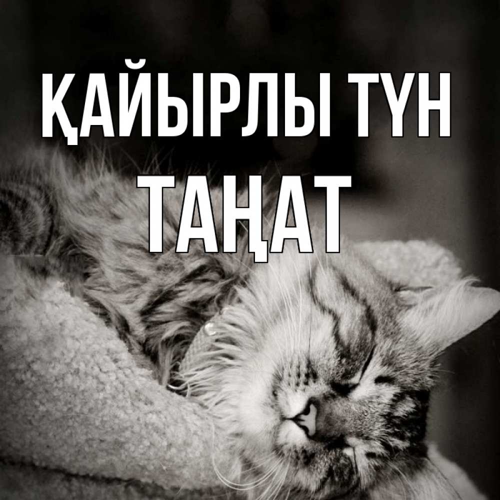 Күн сайын ашық хат с именем, ТАҢАТ Қайырлы түн котярик пушистый Онлайн тегін жүктеп алу тілектері бар керемет карта 