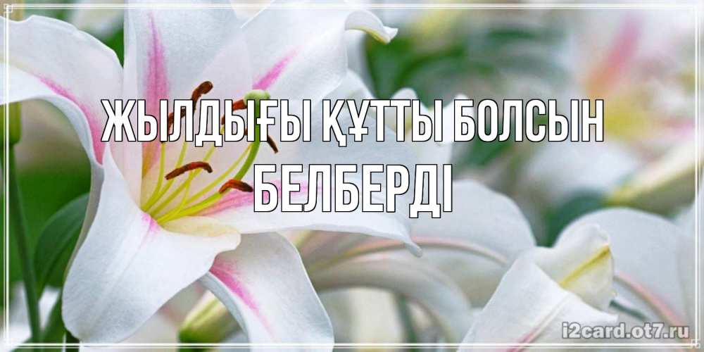Күн сайын ашық хат с именем, Белберді Жылдығы құтты болсын открытка с белой лилией Онлайн тегін жүктеп алу тілектері бар керемет карта 