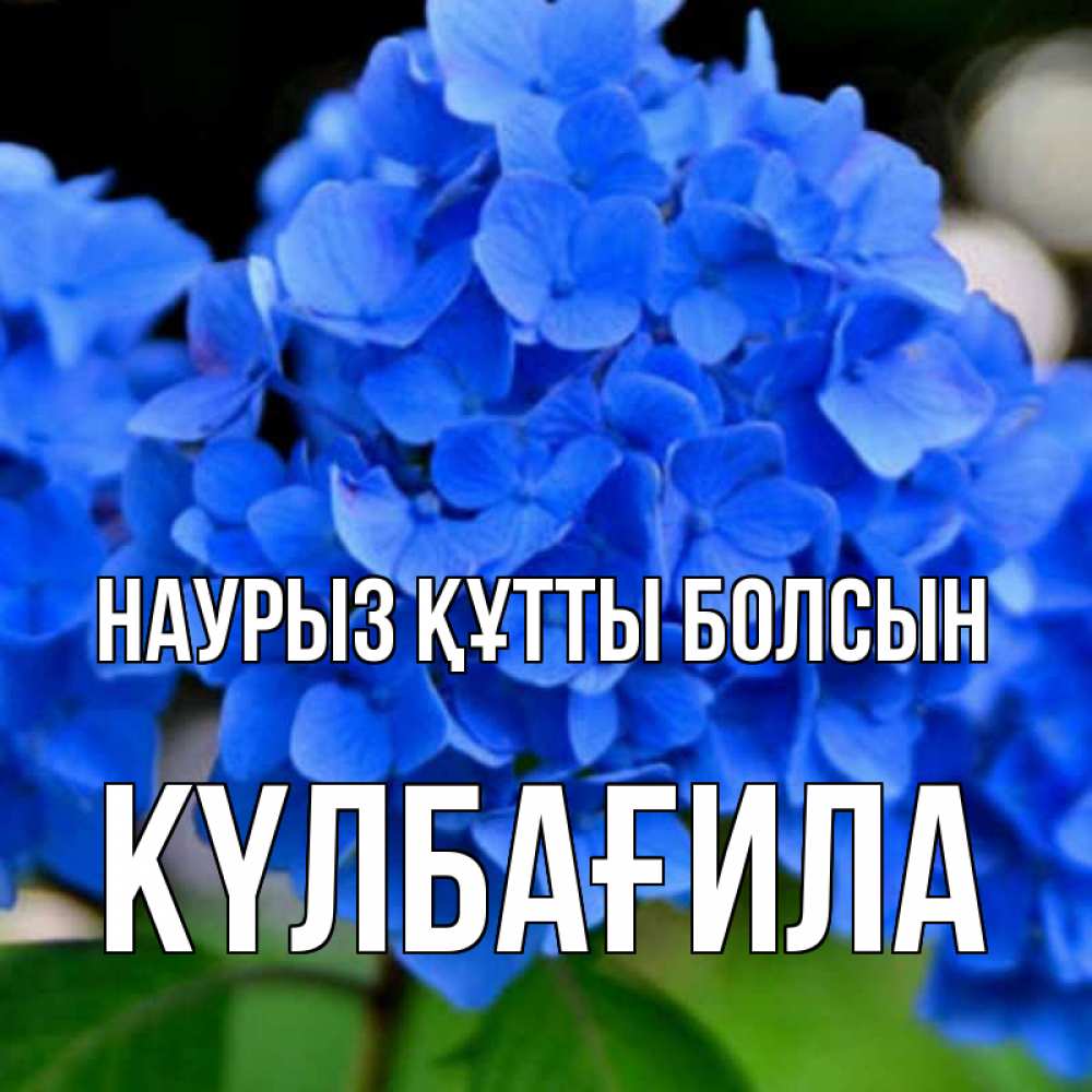 Күн сайын ашық хат с именем, КҮЛБАҒИЛА Наурыз құтты болсын синие цветы Онлайн тегін жүктеп алу тілектері бар керемет карта 
