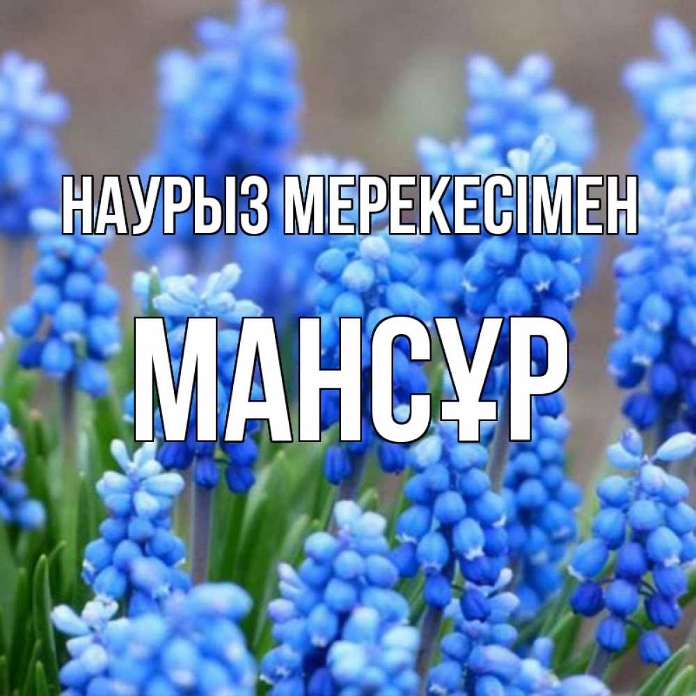 Күн сайын ашық хат с именем, МАНСҰР Наурыз мерекесімен Поздравительная открытка для женщин с цветами на праздничную дату Онлайн тегін жүктеп алу тілектері бар керемет карта 