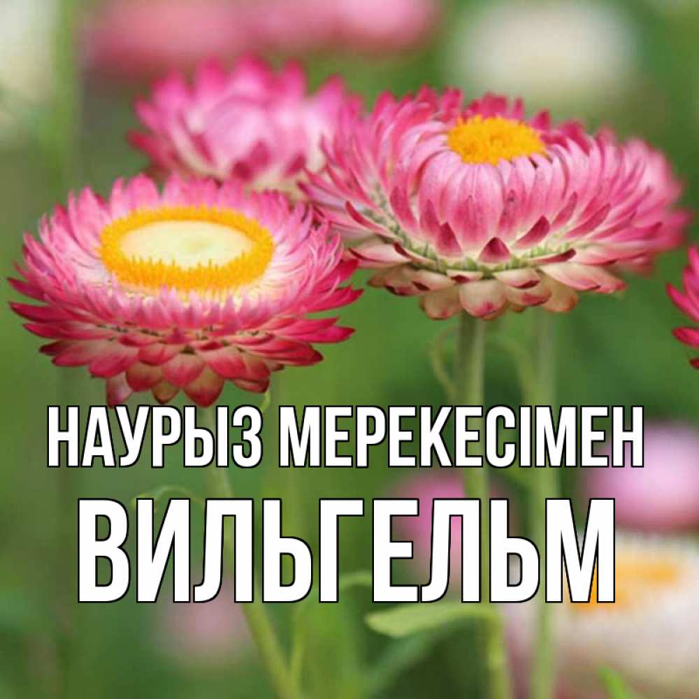 Күн сайын ашық хат с именем, Вильгельм Наурыз мерекесімен подарок на международный женский день Онлайн тегін жүктеп алу тілектері бар керемет карта 