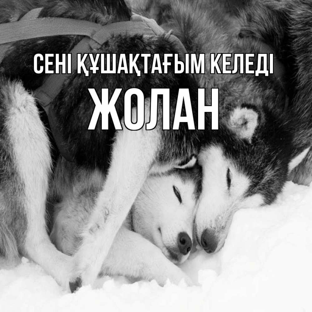 Күн сайын ашық хат с именем, Жолан сені құшақтағым келеді собачки в упряжке Онлайн тегін жүктеп алу тілектері бар керемет карта 
