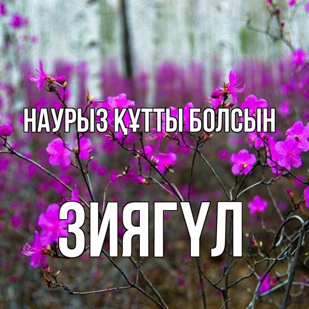 Күн сайын ашық хат с именем, ЗИЯГҮЛ Наурыз құтты болсын дикие цветы Онлайн тегін жүктеп алу тілектері бар керемет карта 