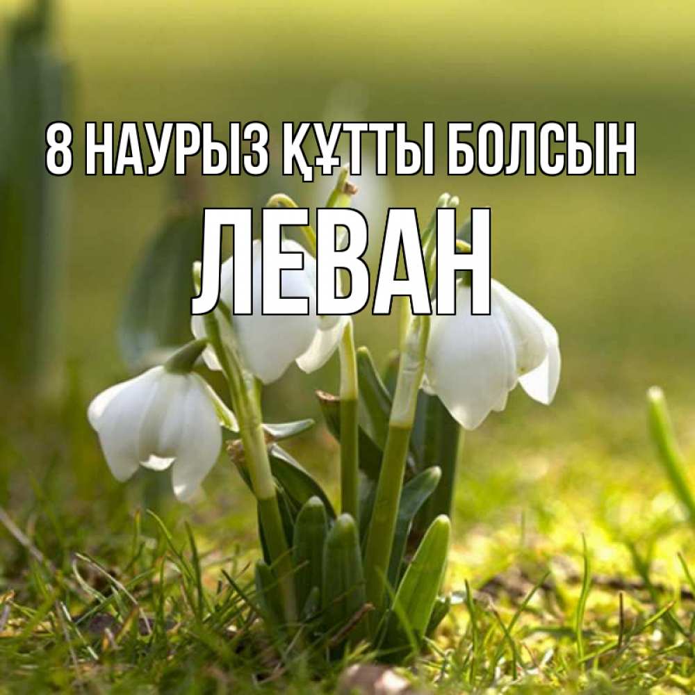 Күн сайын ашық хат с именем, Леван 8 наурыз құтты болсын ранние цветы 2 Онлайн тегін жүктеп алу тілектері бар керемет карта 