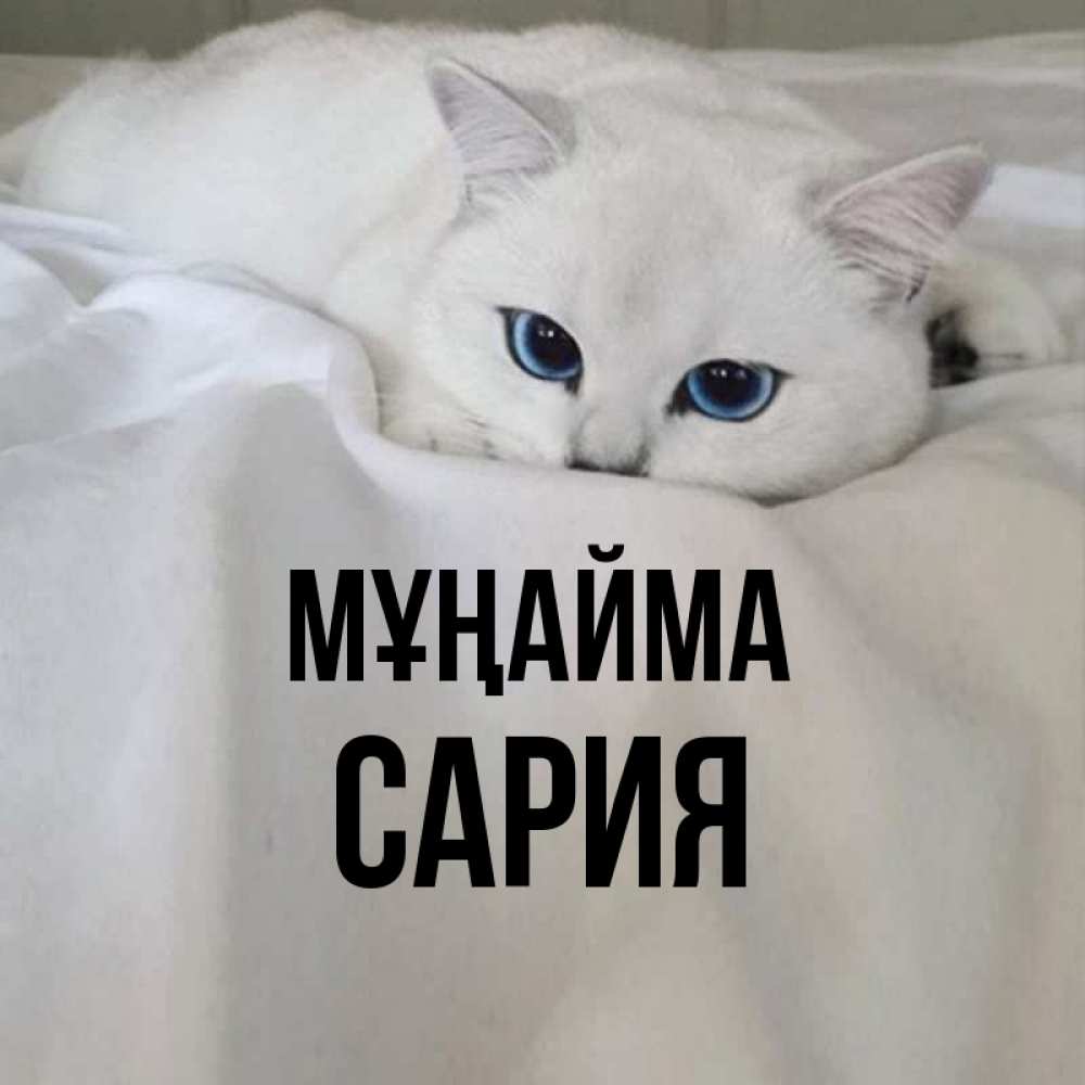 Күн сайын ашық хат с именем, САРИЯ Мұңайма Голубоглазая кошка Онлайн тегін жүктеп алу тілектері бар керемет карта 
