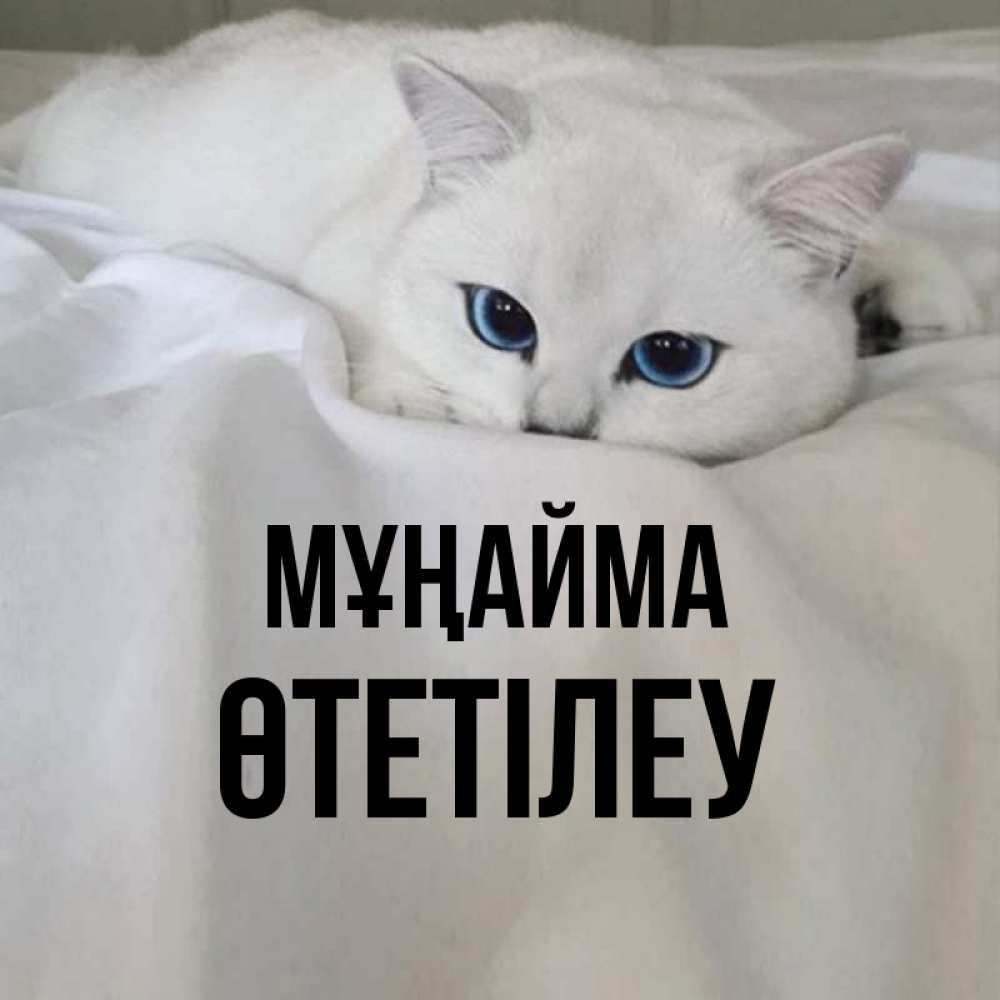 Күн сайын ашық хат с именем, ӨТЕТІЛЕУ Мұңайма Голубоглазая кошка Онлайн тегін жүктеп алу тілектері бар керемет карта 