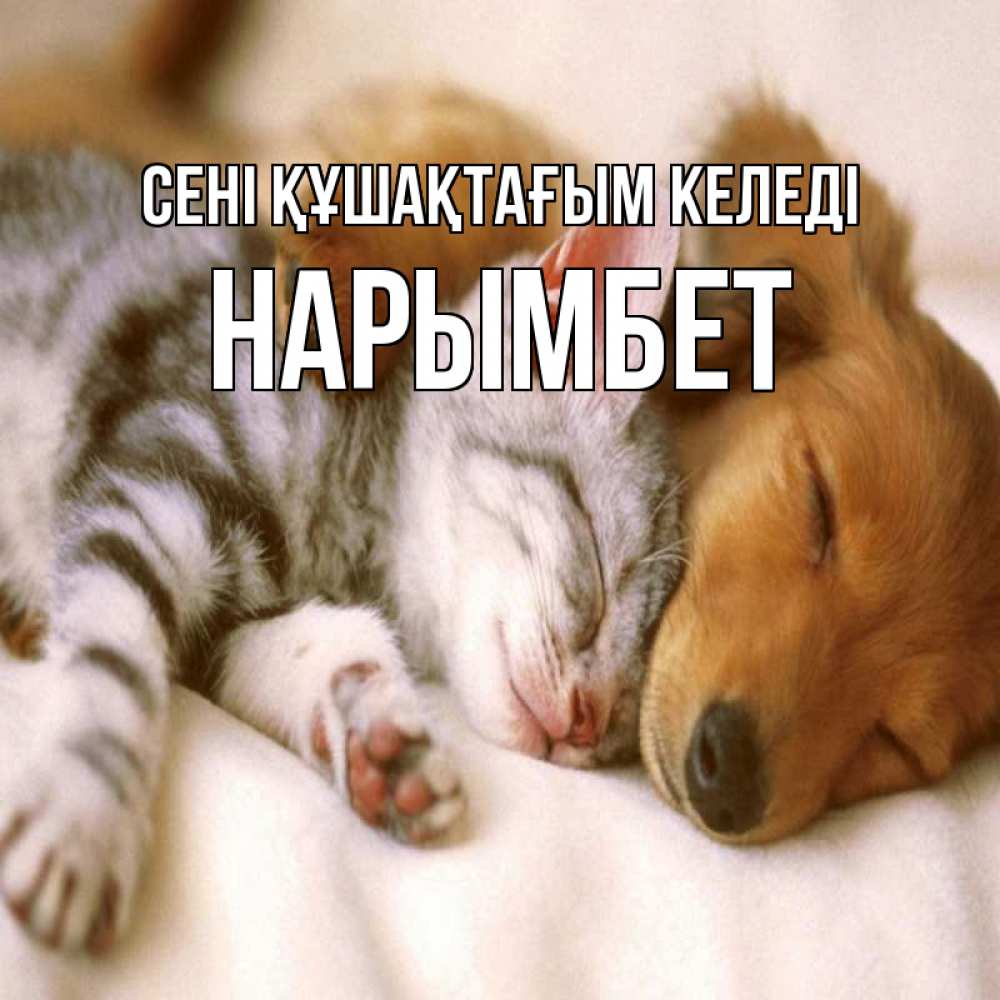 Күн сайын ашық хат с именем, Нарымбет сені құшақтағым келеді пес и котенок Онлайн тегін жүктеп алу тілектері бар керемет карта 