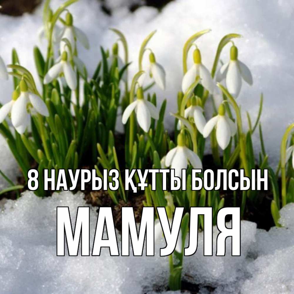 Күн сайын ашық хат с именем, Мамуля 8 наурыз құтты болсын цветы весенние Онлайн тегін жүктеп алу тілектері бар керемет карта 